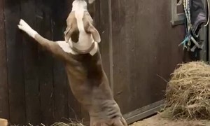 Dog and Horse Share a Tender Moment