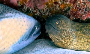A Triggerfish and a Moray Eel in love