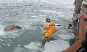 Police Rescue Dog From Freezing Cold River