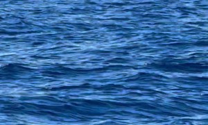 Whales Beautifully Breaching The Waves