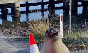 Neil the Seal Plays With a Traffic Cone