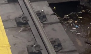 Subway Rats Battle Over Pizza Crust