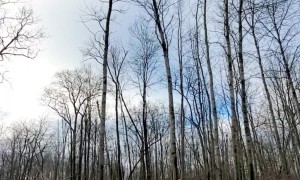 Guy Accidentally Drops Tree Onto Truck