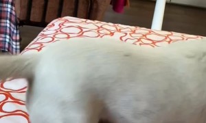 Excited Dog Parkours Off Doorframe