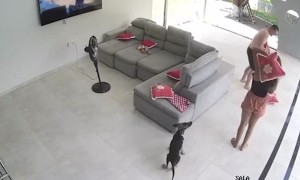 Bat Breaks Into House and Lands on Woman's Head