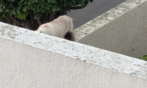 Tomas The Cat And His Unkind Girlfriend