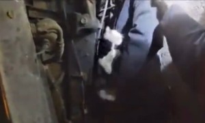 Police rescue kitten stuck in shuttle bus engine