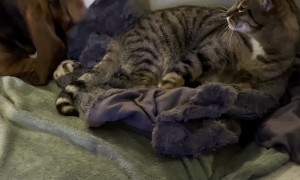 Basset Hound Wants to Play With Cat