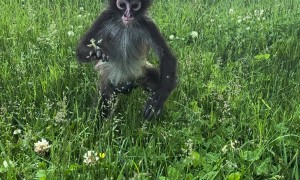 Rescued Spider Monkey Plays in Grass