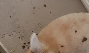 Bunny Displeased With Growing Grass