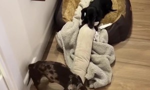 Wiener Dog Pups React to Wiener Dog Doorstopper