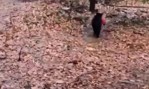 Bear Gets Himself A Christmas Present