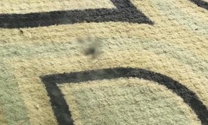 Gina The Cat Is The Bane Of All Feathers