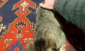 Cat Gets Angry With the Wrong Person