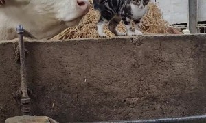 Cow Thinks Kitten Needs a Bath