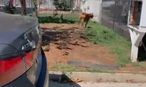Dog Stands Up on Fence