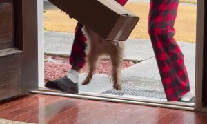 Yorkie Tears Apart Package