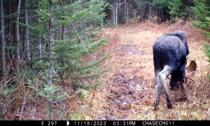Two Bull Moose Put on a Show in Front of Trail Cam