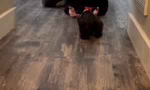 Woman Surprised With New Schnauzer Puppy