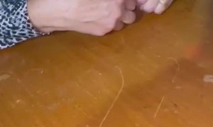 Rooster Plays Dominoes