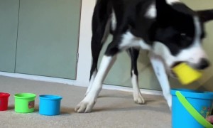 Border Collie Loves Stacking Cups