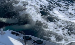 Orca Breaches Behind Boat