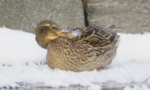 Mallard With Frozen Bill