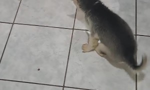 Rescued Puppy With Spinal Cord Injury Suffers From Incontinence