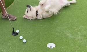 The Cutest Putting Obstacle