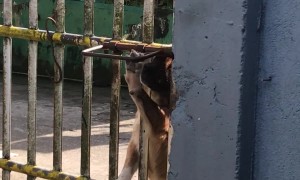 Clever Dog Opens Gate By Itself