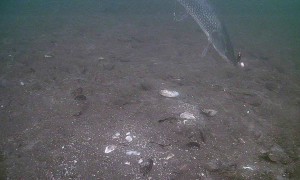 Northern Pike Bites Underwater Camera