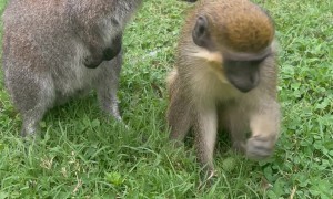 Maya The Monkey And Bennet The Wallaby