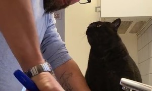 Cat's Eyes Are The Window To His Love