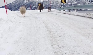 Sheep Bounces Down Mountain Road