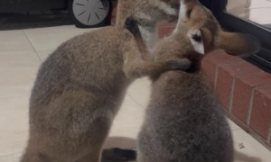 Adorable Wallaby Joeys