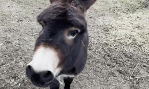 Happy Donkey Loves Owner