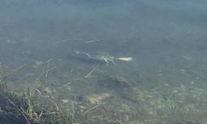 Crab Greets Swimmers