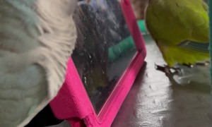 Parrots Chat With Virtual Friends