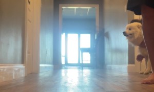 Fluffy Dog Takes a Fall