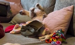 Christmas Snores From Sleeping Pup