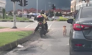 Dog Obeys Traffic Laws