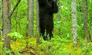 Black Bear Scratches Its Back