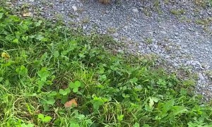 Goldendoodle Meets Hedgehog