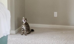 Cat Mourns Christmas Tree