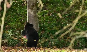 Black Bear Plays With Backyard Swing