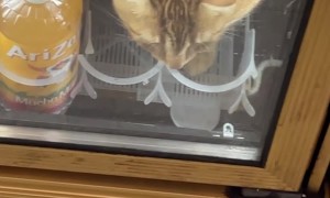 Bodega Cat Chills Out