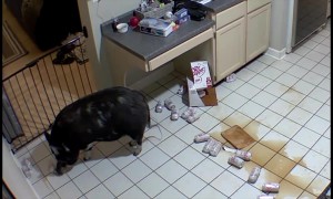 Pig Drinks Case Of Peppery Soda