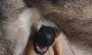 German Shepherd Chomps The Air