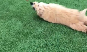 Dog Is Tired of Walking