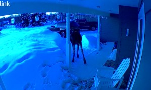 Moose Pays House a Visit in Alaska